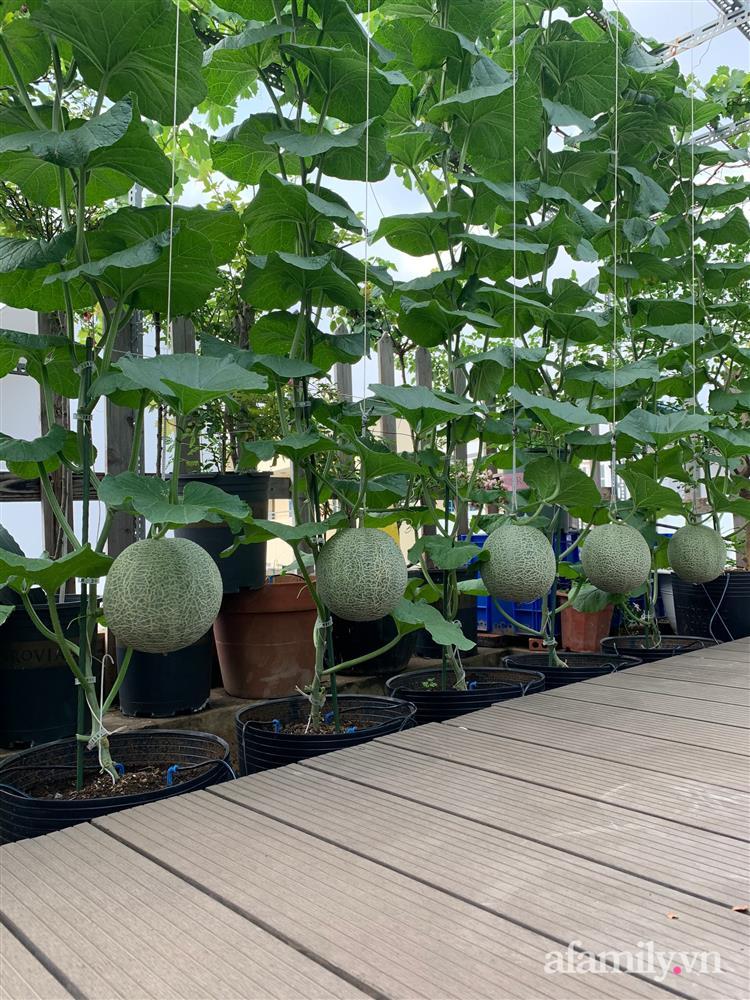 Vườn dưa lưới hữu cơ trên sân thượng với trái to đều tăm tắp ai nhìn cũng mê của cặp vợ chồng trẻ Sài Gòn-8