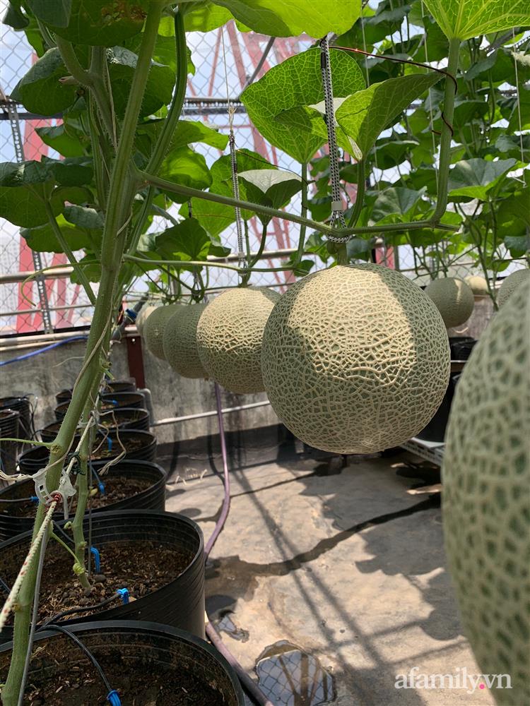 Vườn dưa lưới hữu cơ trên sân thượng với trái to đều tăm tắp ai nhìn cũng mê của cặp vợ chồng trẻ Sài Gòn-9