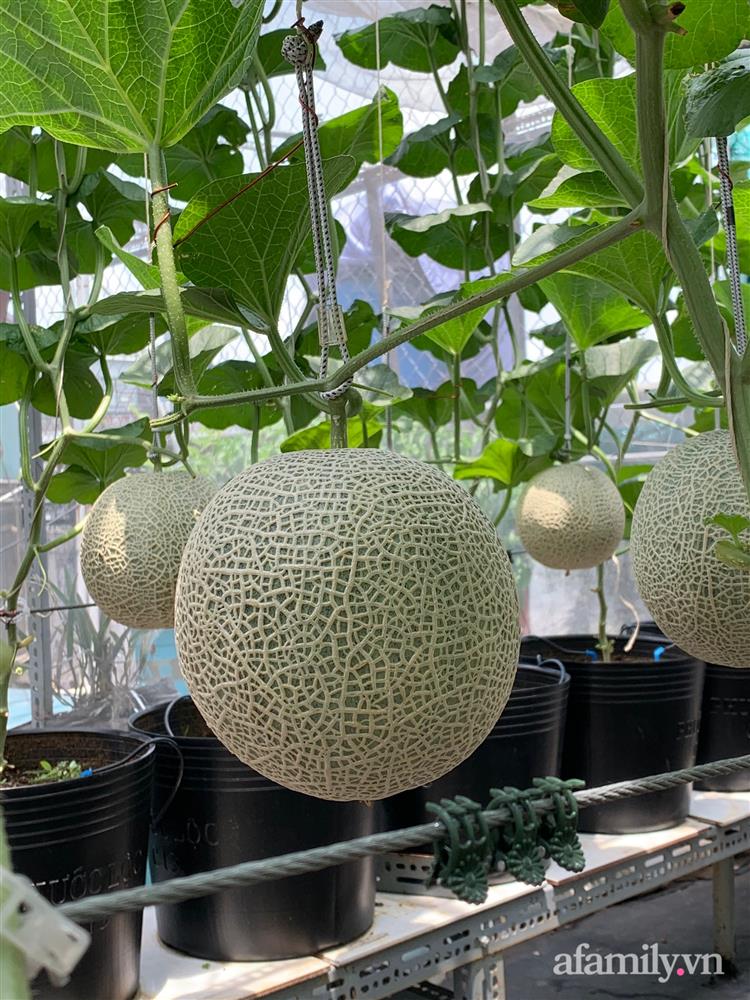Vườn dưa lưới hữu cơ trên sân thượng với trái to đều tăm tắp ai nhìn cũng mê của cặp vợ chồng trẻ Sài Gòn-11