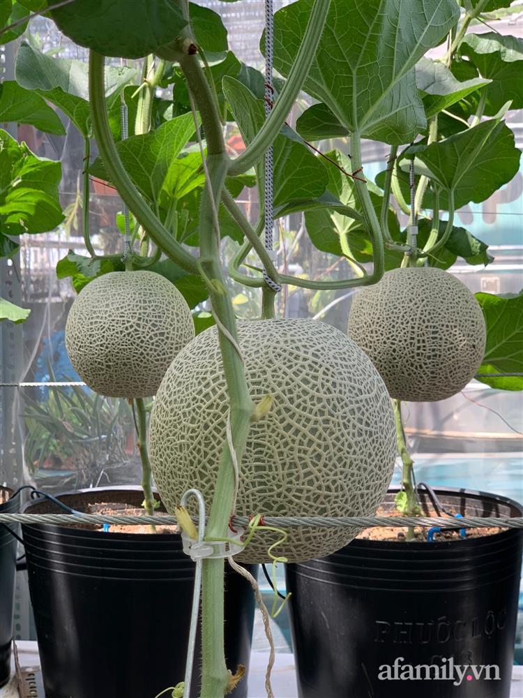 Vườn dưa lưới hữu cơ trên sân thượng với trái to đều tăm tắp ai nhìn cũng mê của cặp vợ chồng trẻ Sài Gòn-12