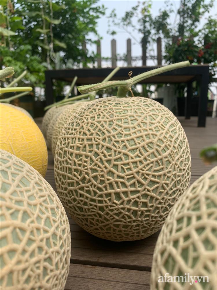 Vườn dưa lưới hữu cơ trên sân thượng với trái to đều tăm tắp ai nhìn cũng mê của cặp vợ chồng trẻ Sài Gòn-14