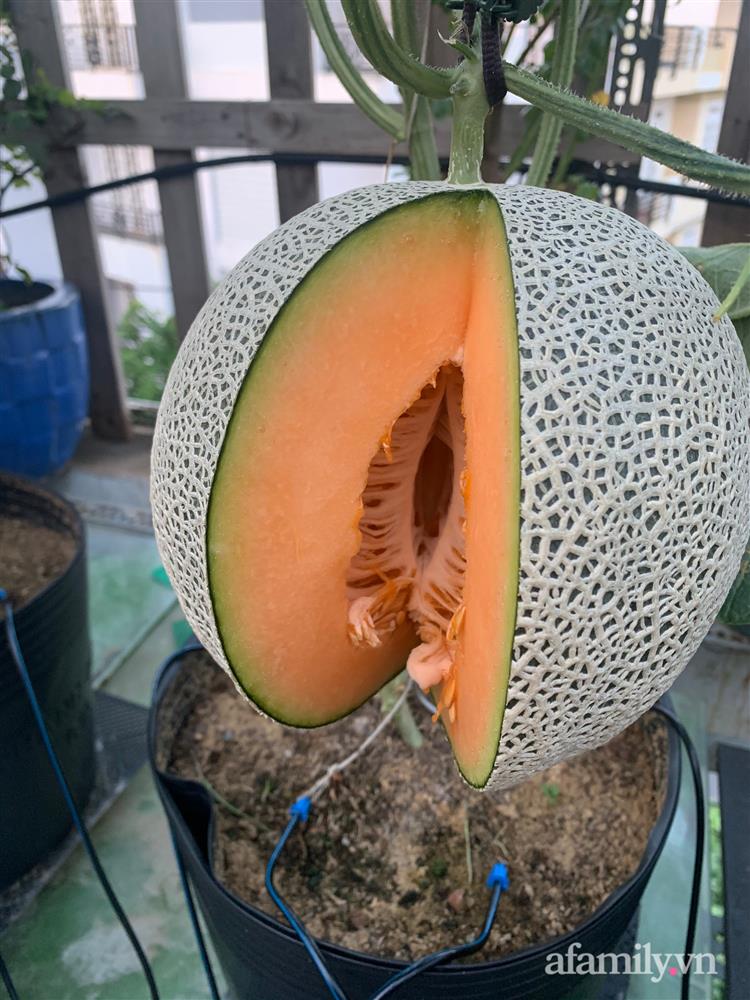 Vườn dưa lưới hữu cơ trên sân thượng với trái to đều tăm tắp ai nhìn cũng mê của cặp vợ chồng trẻ Sài Gòn-15