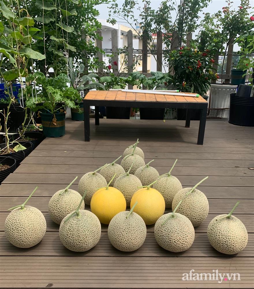 Vườn dưa lưới hữu cơ trên sân thượng với trái to đều tăm tắp ai nhìn cũng mê của cặp vợ chồng trẻ Sài Gòn-16