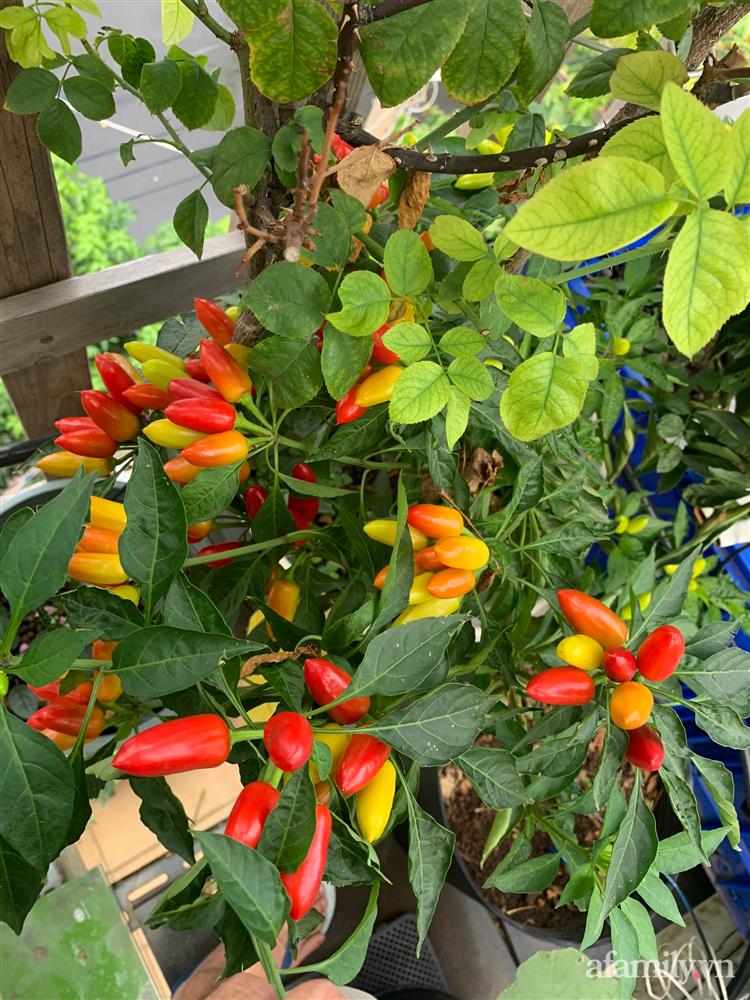 Vườn dưa lưới hữu cơ trên sân thượng với trái to đều tăm tắp ai nhìn cũng mê của cặp vợ chồng trẻ Sài Gòn-17