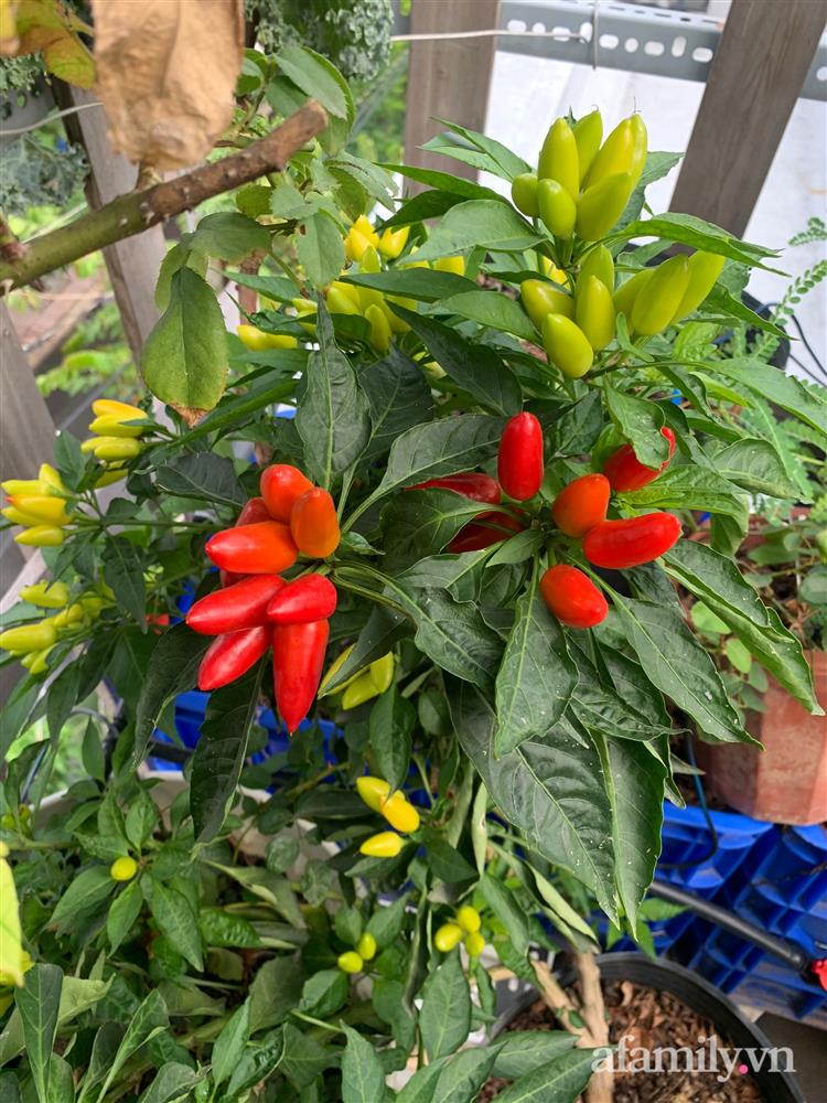 Vườn dưa lưới hữu cơ trên sân thượng với trái to đều tăm tắp ai nhìn cũng mê của cặp vợ chồng trẻ Sài Gòn-18