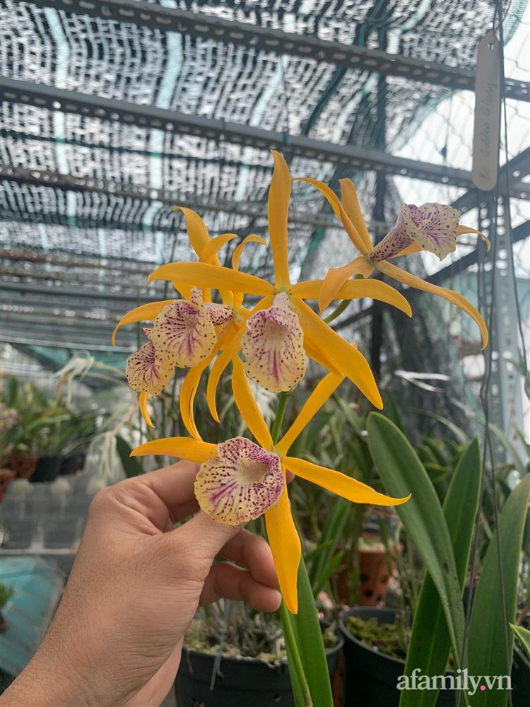 Vườn dưa lưới hữu cơ trên sân thượng với trái to đều tăm tắp ai nhìn cũng mê của cặp vợ chồng trẻ Sài Gòn-20