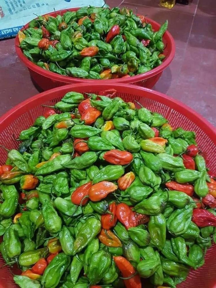 Ớt trung đoàn đặc sản giá đắt, thương lái tranh mua từng cân-1