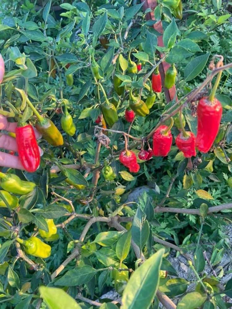 Ớt trung đoàn đặc sản giá đắt, thương lái tranh mua từng cân-3