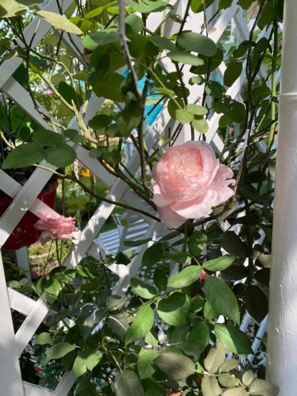 Vy Oanh khoe khu vườn ngập hoa thơm, cây ăn quả trĩu trái trong biệt thự rộng 1400m2-6