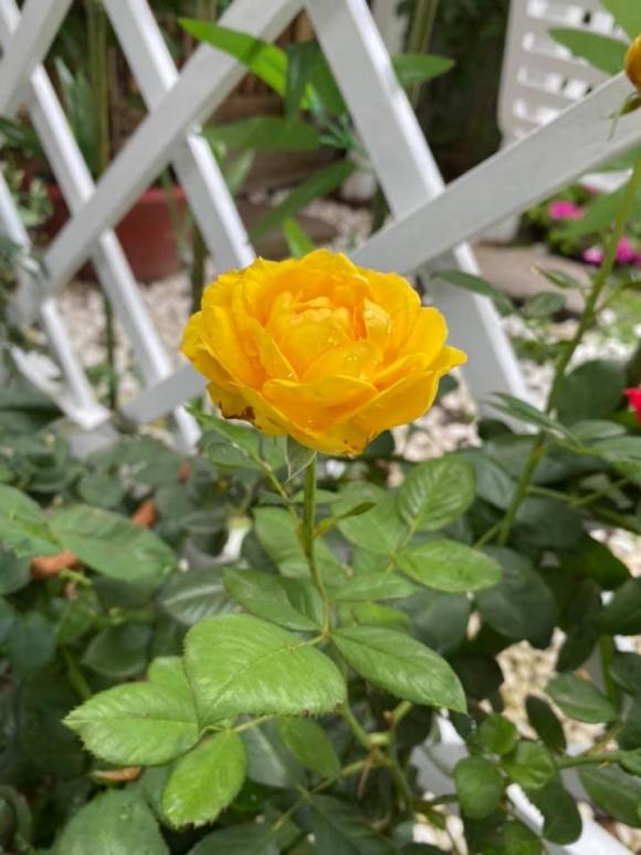 Vy Oanh khoe khu vườn ngập hoa thơm, cây ăn quả trĩu trái trong biệt thự rộng 1400m2-8