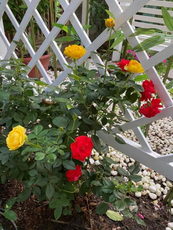 Vy Oanh khoe khu vườn ngập hoa thơm, cây ăn quả trĩu trái trong biệt thự rộng 1400m2-11