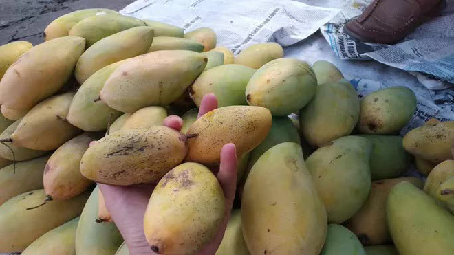 Nghịch lý xoài mút Trung Quốc bán chạy giữa lúc xoài Việt Nam thu hoạch rộ-5