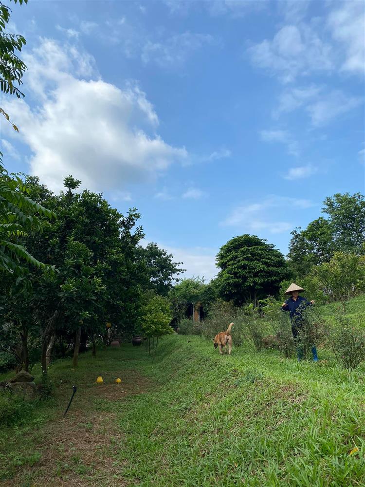 Cận cảnh khu vườn trong căn biệt phủ ngoại ô của hot mom Văn Thùy Dương, trồng được cả loại ớt đắt nhất thế giới có giá gần 1 tỷ đồng/kg-5