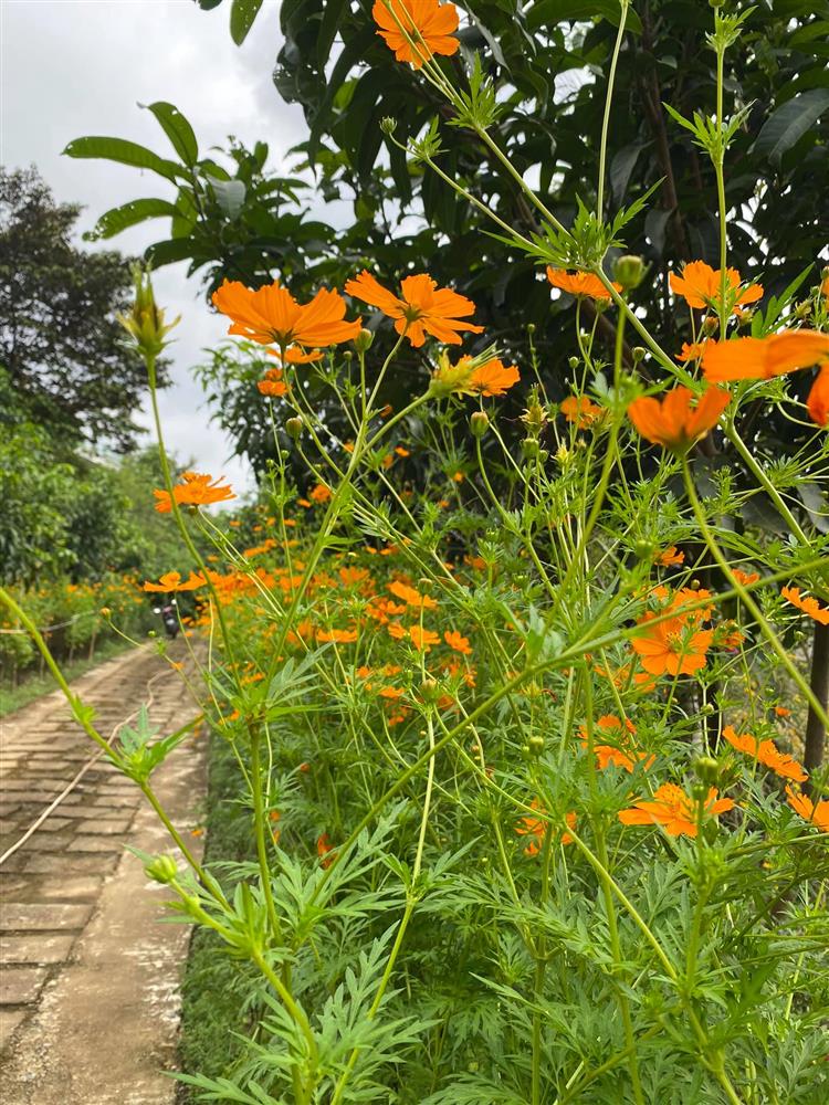 Cận cảnh khu vườn trong căn biệt phủ ngoại ô của hot mom Văn Thùy Dương, trồng được cả loại ớt đắt nhất thế giới có giá gần 1 tỷ đồng/kg-7
