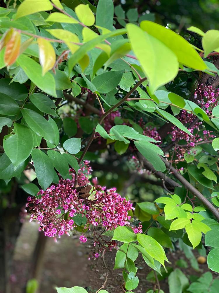 Cận cảnh khu vườn trong căn biệt phủ ngoại ô của hot mom Văn Thùy Dương, trồng được cả loại ớt đắt nhất thế giới có giá gần 1 tỷ đồng/kg-15