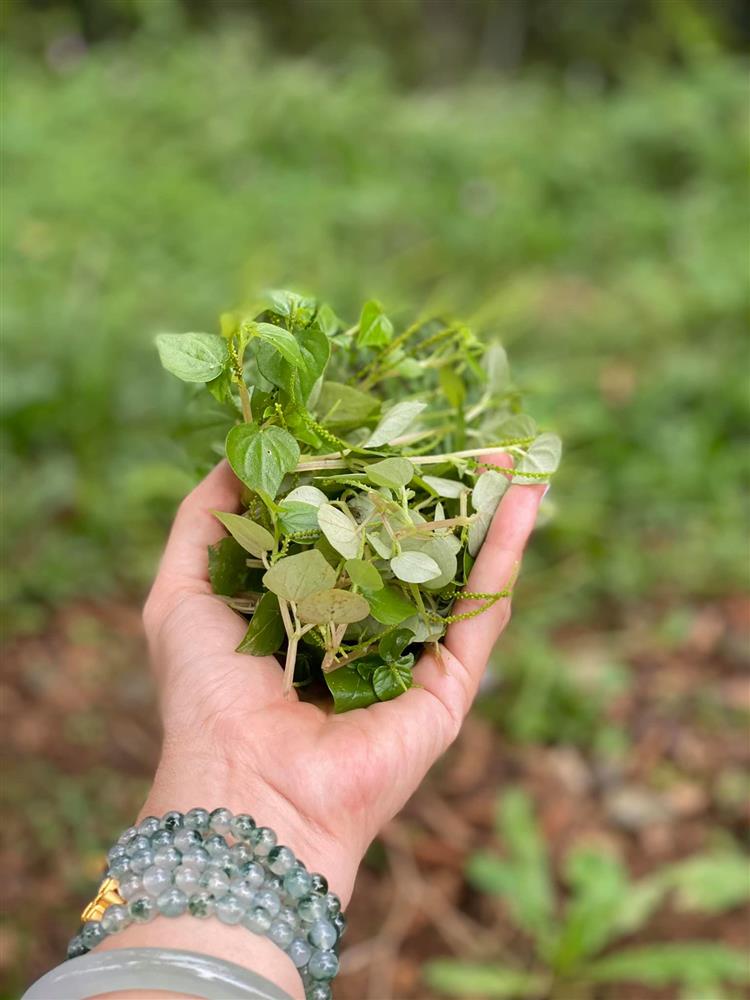 Cận cảnh khu vườn trong căn biệt phủ ngoại ô của hot mom Văn Thùy Dương, trồng được cả loại ớt đắt nhất thế giới có giá gần 1 tỷ đồng/kg-16