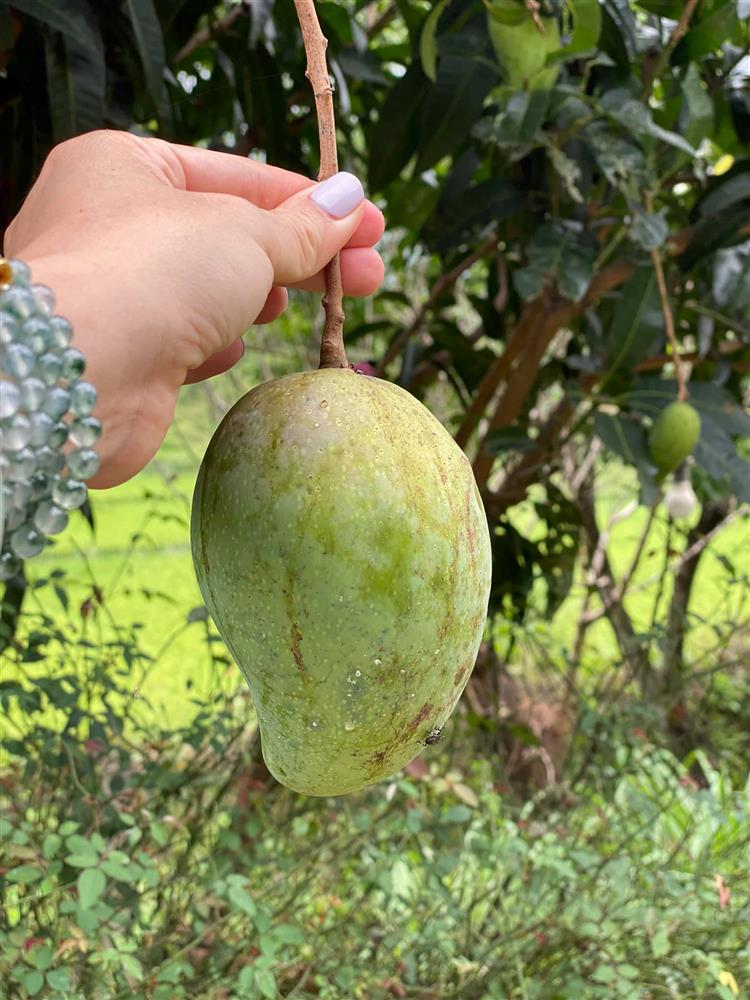 Cận cảnh khu vườn trong căn biệt phủ ngoại ô của hot mom Văn Thùy Dương, trồng được cả loại ớt đắt nhất thế giới có giá gần 1 tỷ đồng/kg-17