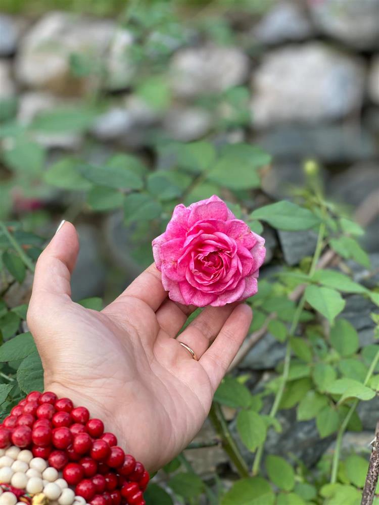 Cận cảnh khu vườn trong căn biệt phủ ngoại ô của hot mom Văn Thùy Dương, trồng được cả loại ớt đắt nhất thế giới có giá gần 1 tỷ đồng/kg-18