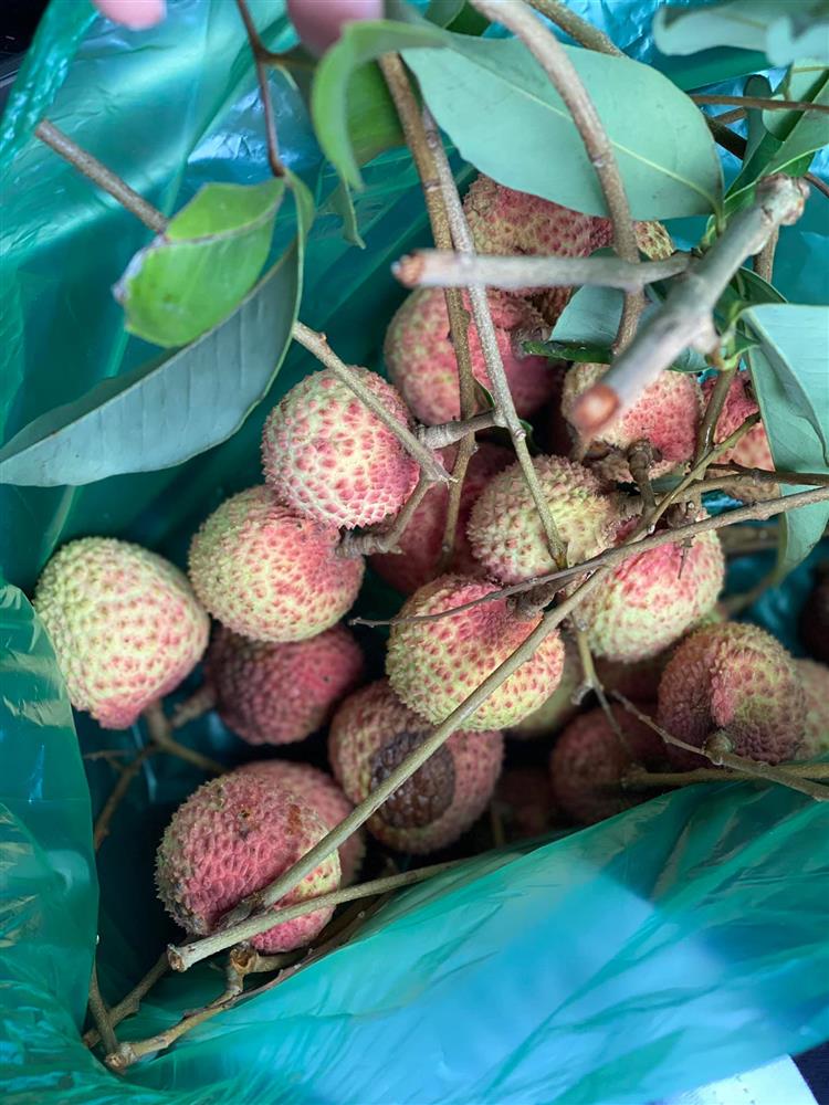 Cận cảnh khu vườn trong căn biệt phủ ngoại ô của hot mom Văn Thùy Dương, trồng được cả loại ớt đắt nhất thế giới có giá gần 1 tỷ đồng/kg-19