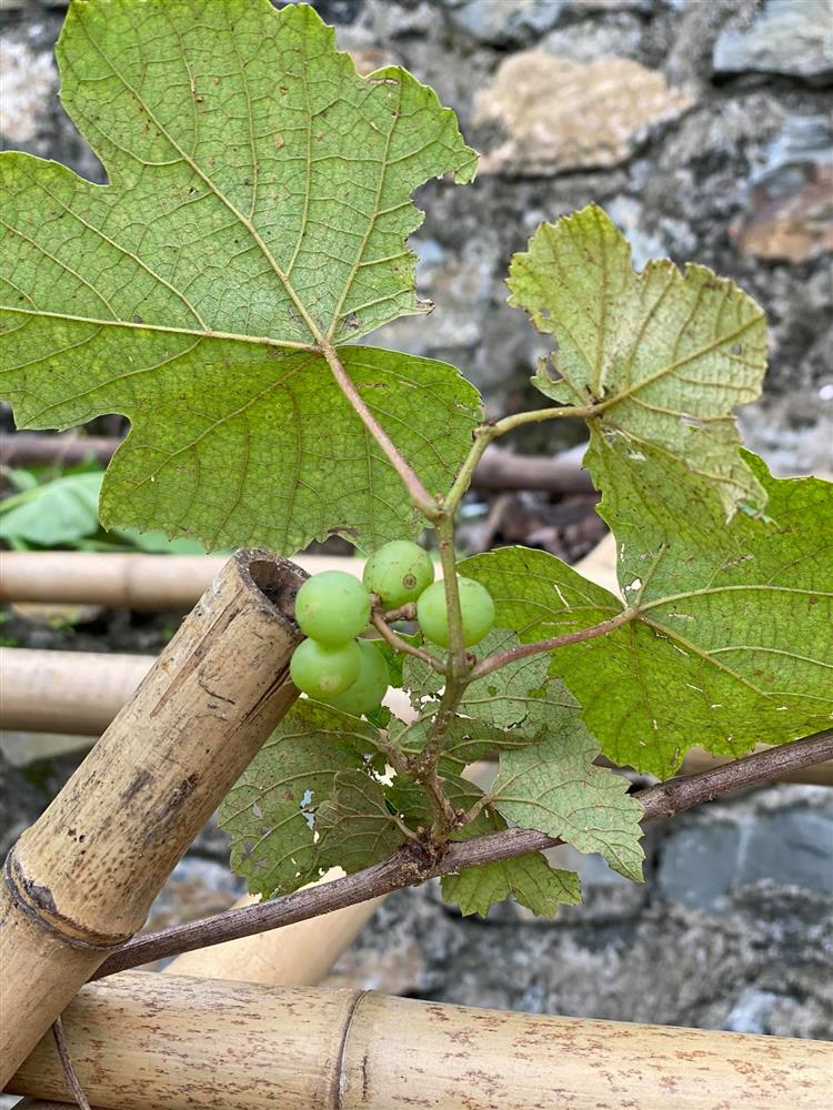 Cận cảnh khu vườn trong căn biệt phủ ngoại ô của hot mom Văn Thùy Dương, trồng được cả loại ớt đắt nhất thế giới có giá gần 1 tỷ đồng/kg-20