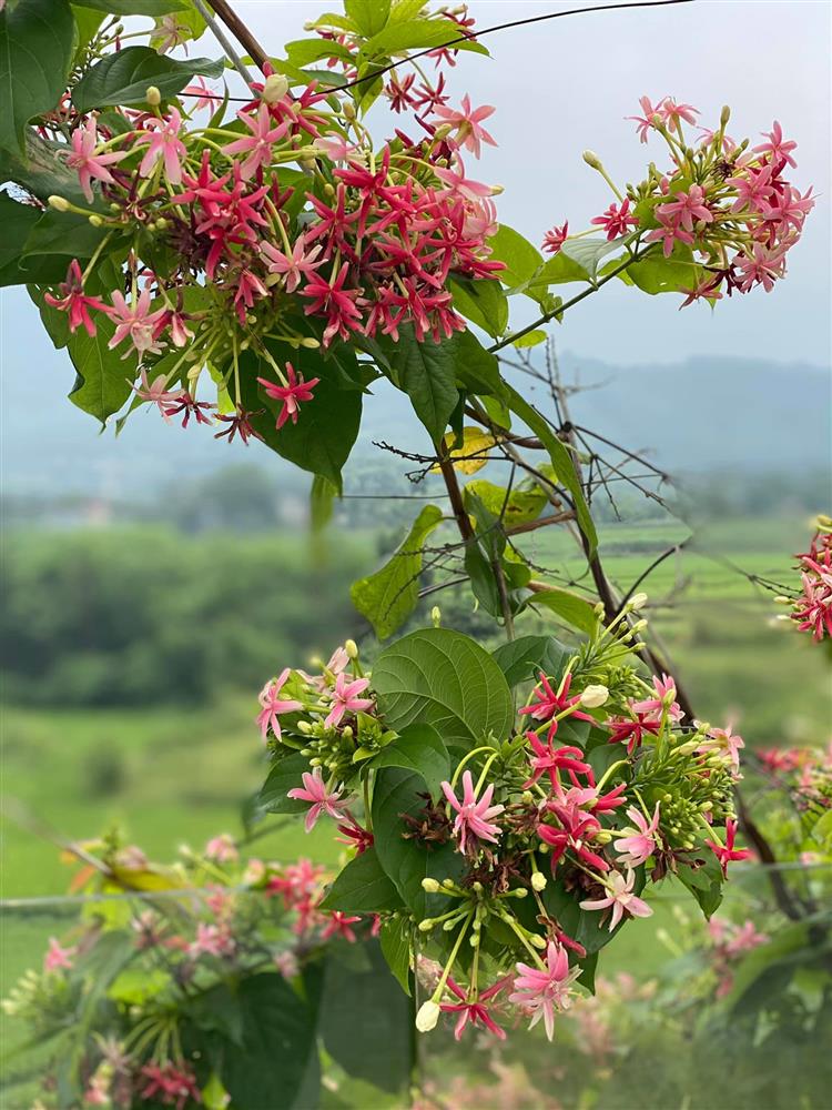 Cận cảnh khu vườn trong căn biệt phủ ngoại ô của hot mom Văn Thùy Dương, trồng được cả loại ớt đắt nhất thế giới có giá gần 1 tỷ đồng/kg-21