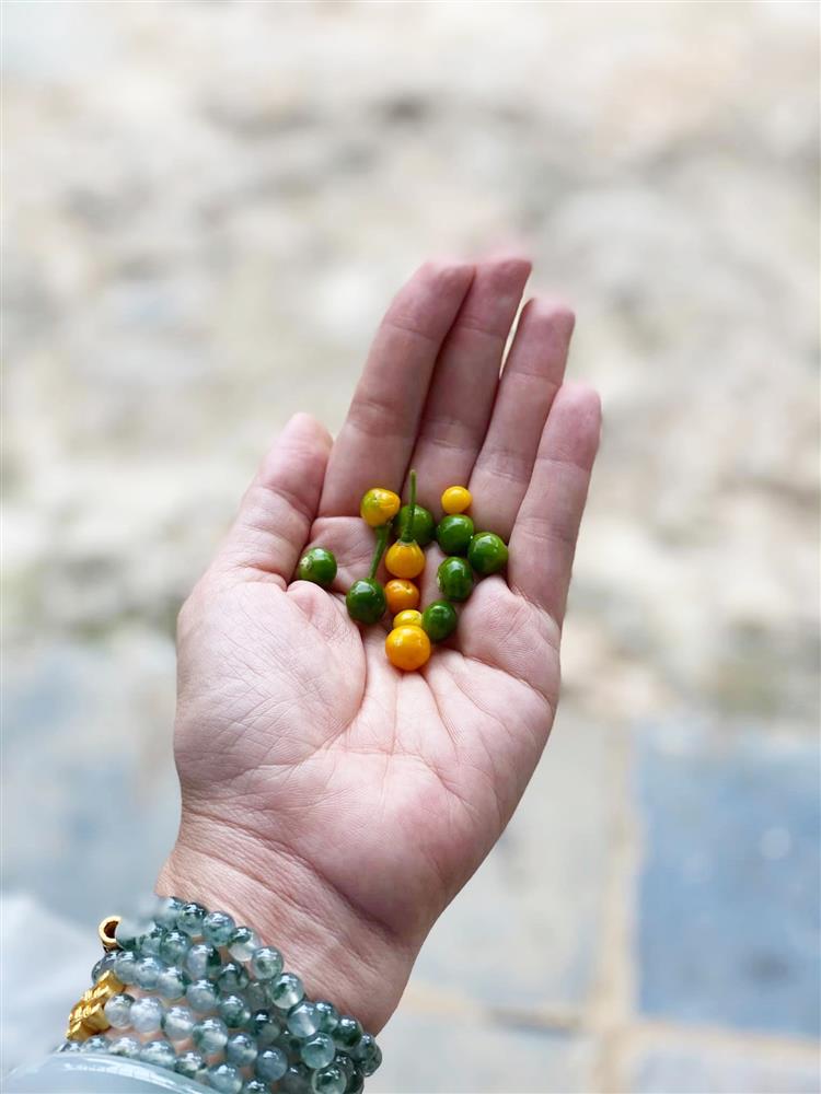 Cận cảnh khu vườn trong căn biệt phủ ngoại ô của hot mom Văn Thùy Dương, trồng được cả loại ớt đắt nhất thế giới có giá gần 1 tỷ đồng/kg-22