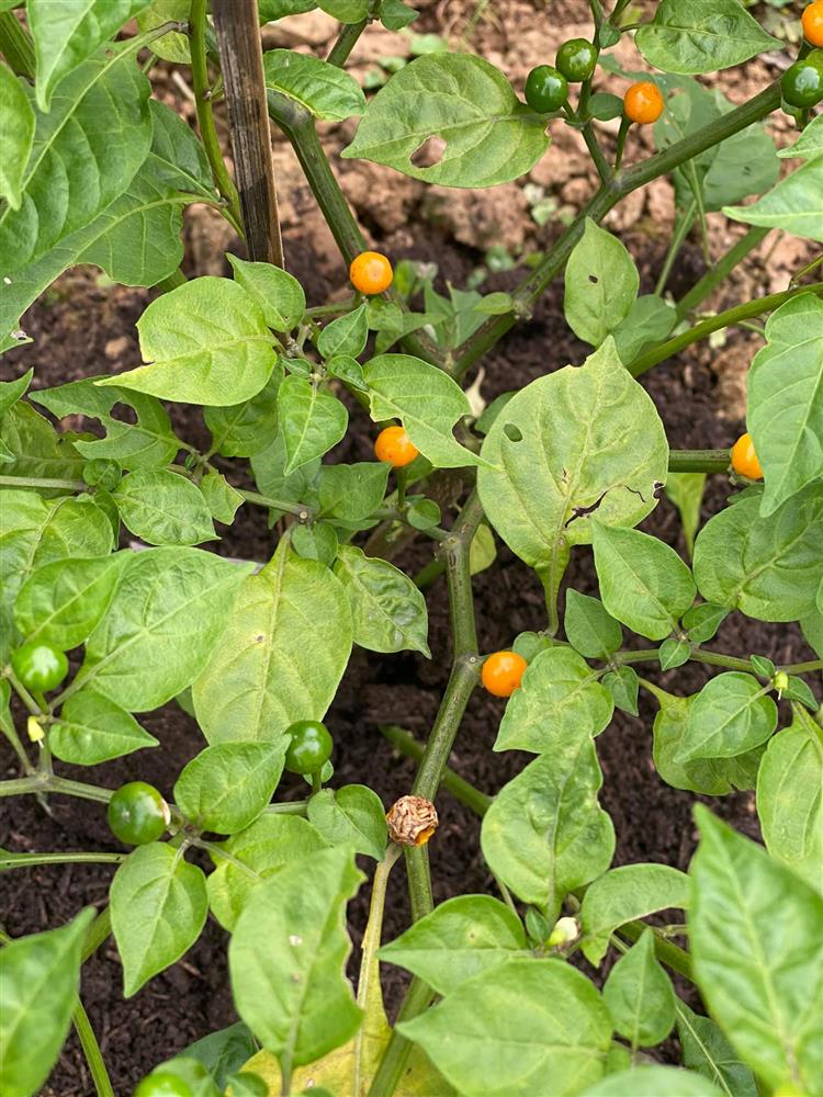 Cận cảnh khu vườn trong căn biệt phủ ngoại ô của hot mom Văn Thùy Dương, trồng được cả loại ớt đắt nhất thế giới có giá gần 1 tỷ đồng/kg-23