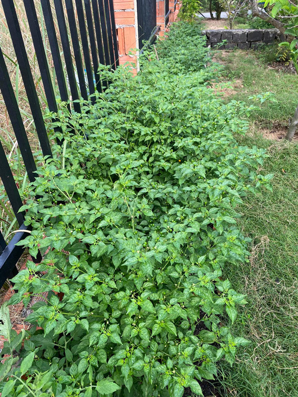 Cận cảnh khu vườn trong căn biệt phủ ngoại ô của hot mom Văn Thùy Dương, trồng được cả loại ớt đắt nhất thế giới có giá gần 1 tỷ đồng/kg-24