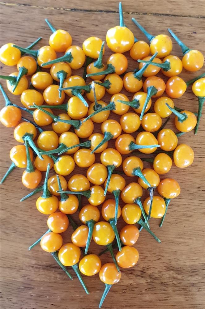 Cận cảnh khu vườn trong căn biệt phủ ngoại ô của hot mom Văn Thùy Dương, trồng được cả loại ớt đắt nhất thế giới có giá gần 1 tỷ đồng/kg-25