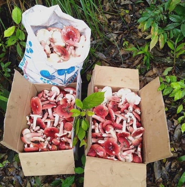 Bất ngờ loại nấm rừng có giá cả triệu đồng/kg, dân vác đèn đi hái từ mờ sáng-4