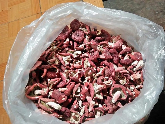 Bất ngờ loại nấm rừng có giá cả triệu đồng/kg, dân vác đèn đi hái từ mờ sáng-6