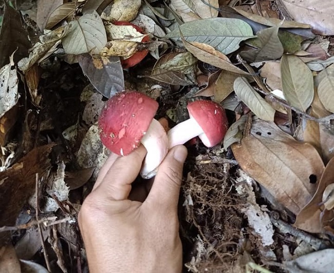 Bất ngờ loại nấm rừng có giá cả triệu đồng/kg, dân vác đèn đi hái từ mờ sáng-1