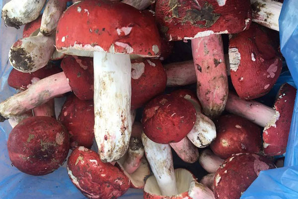 Kiếm vài triệu đồng mỗi đêm nhờ soi đèn đi tìm loại nấm mọc quanh tổ mối-5