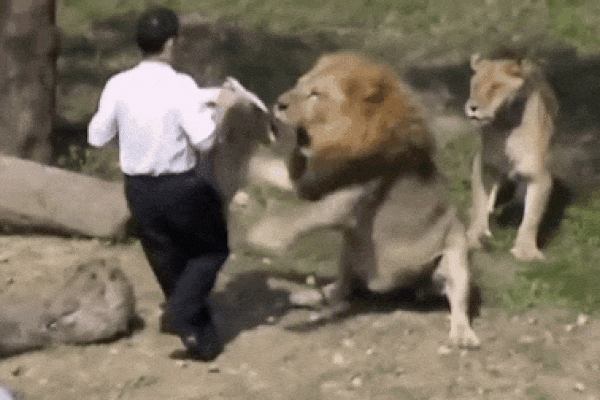 Nghệ sĩ xiếc thú bị sư tử tấn công ngay trên sân khấu-5