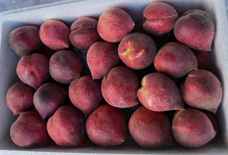 Đào lạ đỏ thẫm tràn về chợ, giá cao vẫn đắt hàng-3