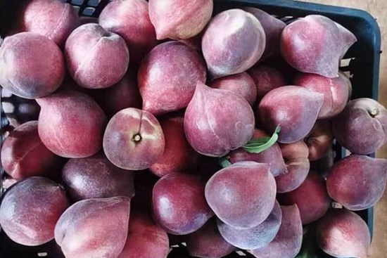 Đào lạ đỏ thẫm tràn về chợ, giá cao vẫn đắt hàng
