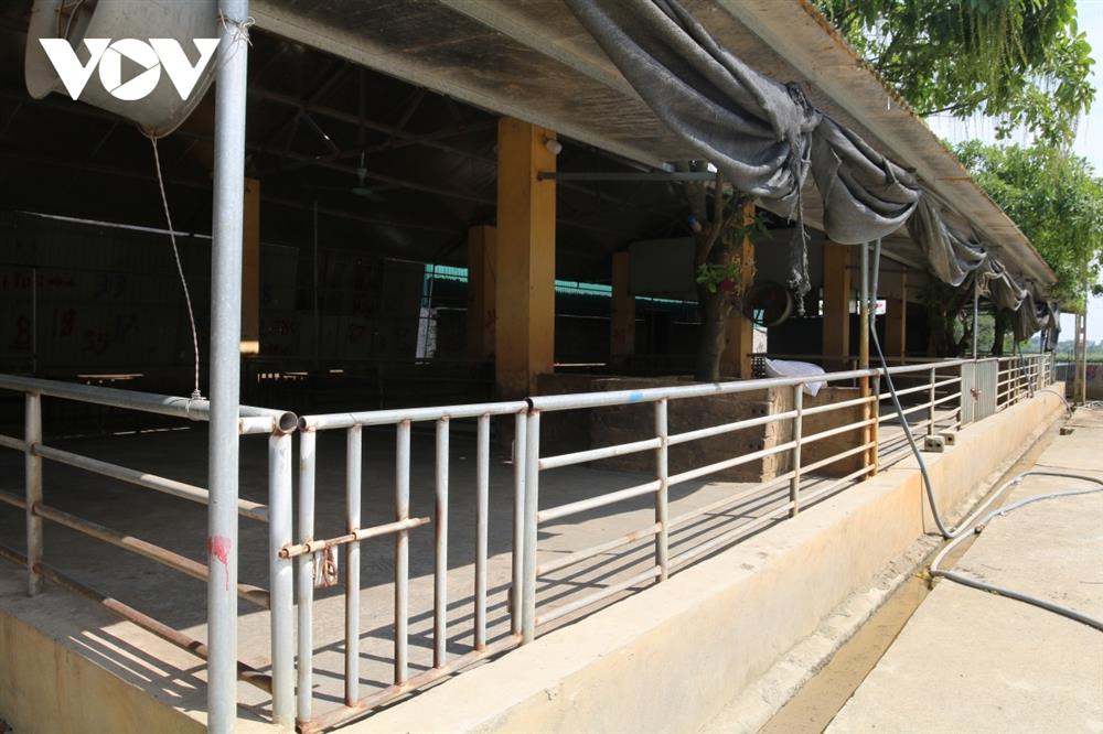 Giá lợn hơi bắt đáy của năm, nhiều hộ chăn nuôi treo chuồng-1