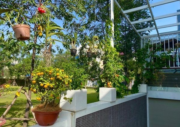 NSƯT Trịnh Kim Chi thu hoạch trái cây tại vườn biệt thự 200m2-2