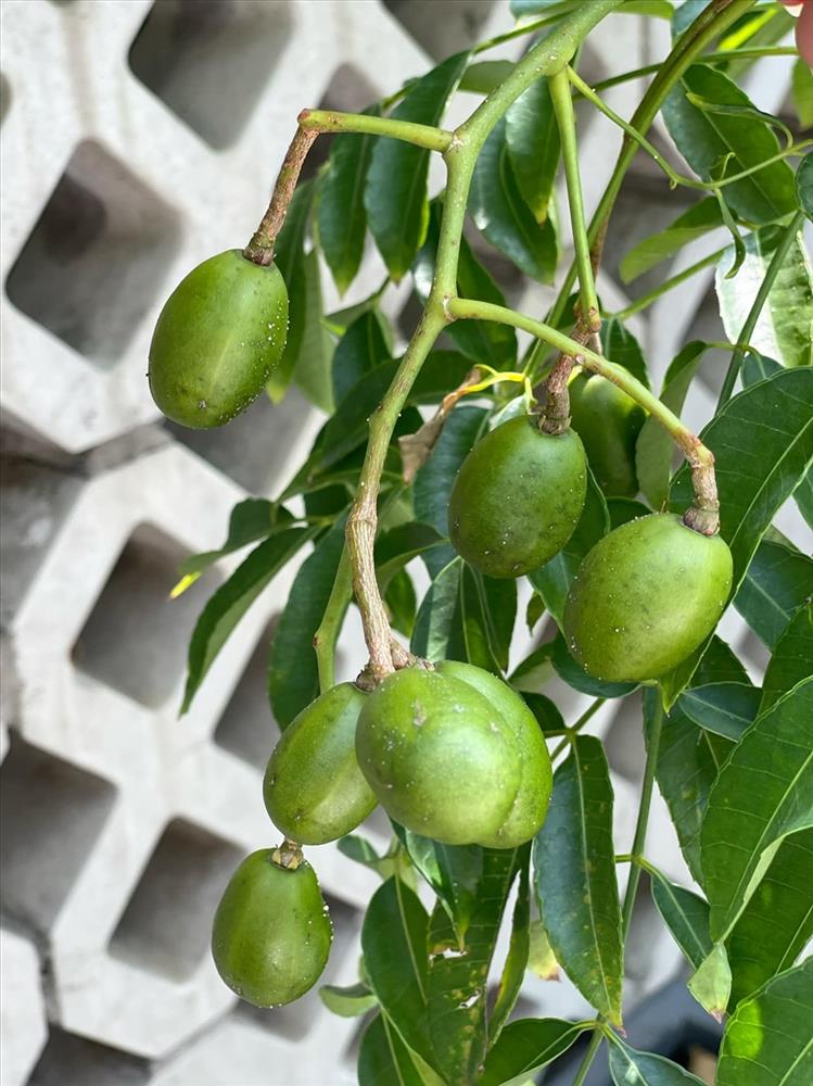 NSƯT Trịnh Kim Chi thu hoạch trái cây tại vườn biệt thự 200m2-10