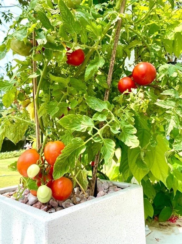 NSƯT Trịnh Kim Chi thu hoạch trái cây tại vườn biệt thự 200m2-11