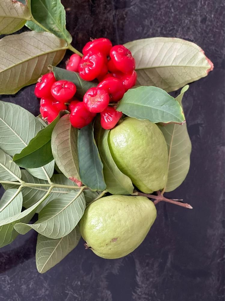 NSƯT Trịnh Kim Chi thu hoạch trái cây tại vườn biệt thự 200m2-12