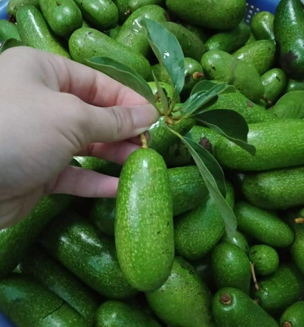 Bất ngờ loại bơ tí hon không hạt có giá cao ngất, chị em hiếu kỳ tìm mua-1