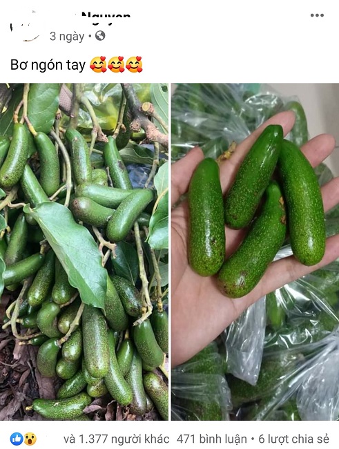 Bất ngờ loại bơ tí hon không hạt có giá cao ngất, chị em hiếu kỳ tìm mua-2