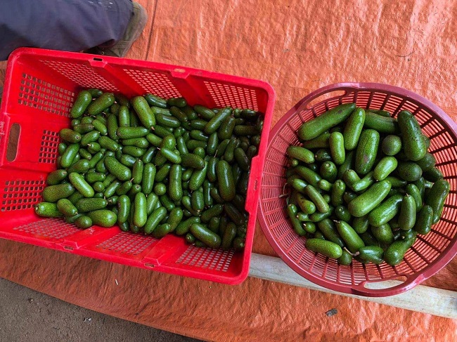 Bất ngờ loại bơ tí hon không hạt có giá cao ngất, chị em hiếu kỳ tìm mua-3