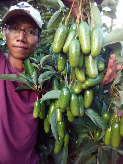 Bất ngờ loại bơ tí hon không hạt có giá cao ngất, chị em hiếu kỳ tìm mua-4