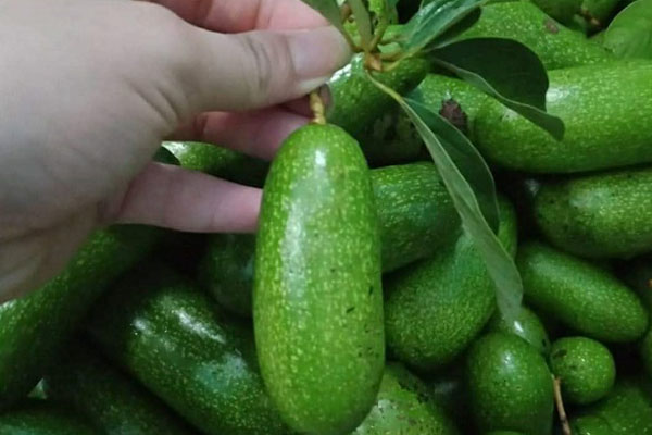 Bay từ Australia về Việt Nam, bắp cải tí hon được hét giá 400.000 đồng/kg-3