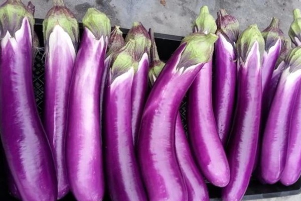 Mùa hè ăn cà tím dù mang lại nhiều lợi ích sức khỏe nhưng có 4 điều cấm kỵ bạn đừng nên mắc phải kẻo gây bệnh cho cơ thể-2