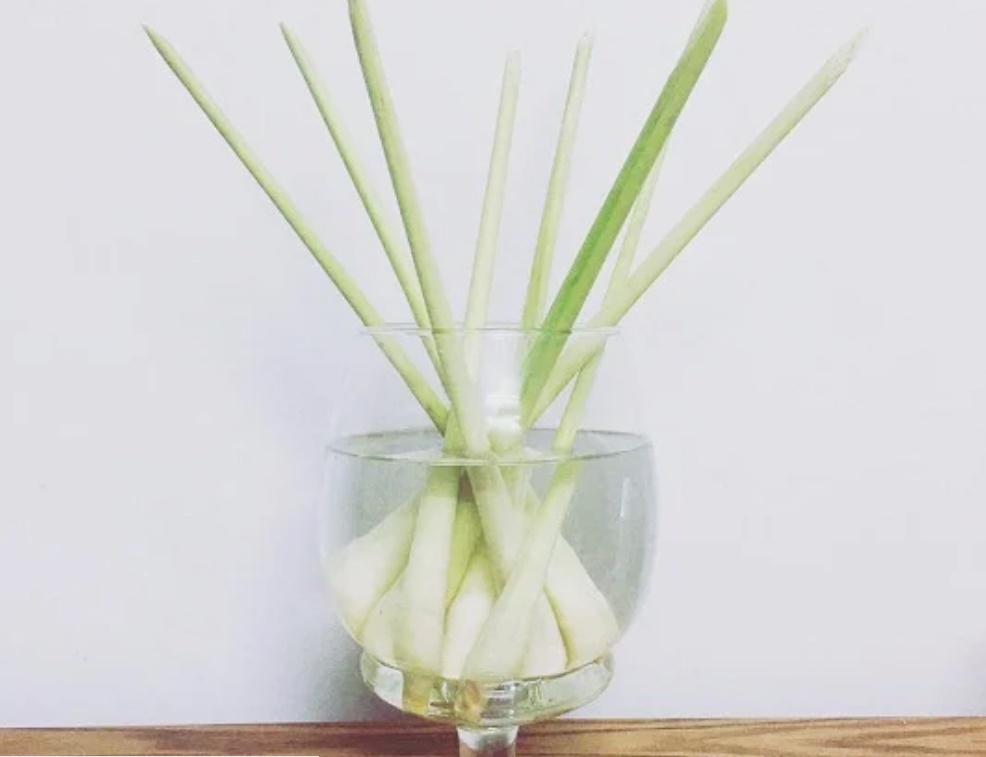 Dùng nắm sả đuổi hàng trăm con muỗi ra khỏi nhà, diệt sạch vi khuẩn-1