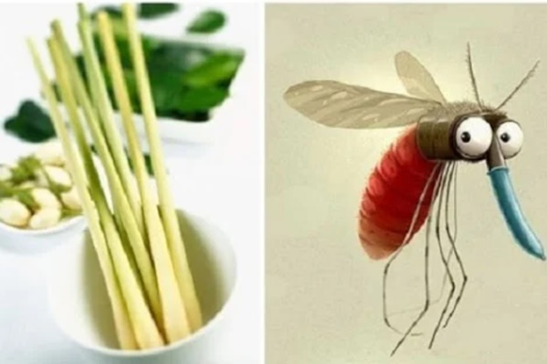 8 sai sót khiến côn trùng làm tổ trong nhà bạn, đuổi mãi cũng không hết-9