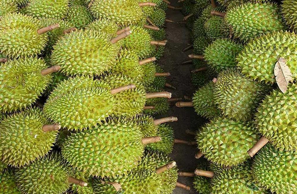 Đầu mùa ra chợ mua sầu riêng với giá từ 80 - 100 nghìn đồng/kg, cao hơn hẳn so với năm ngoái-3